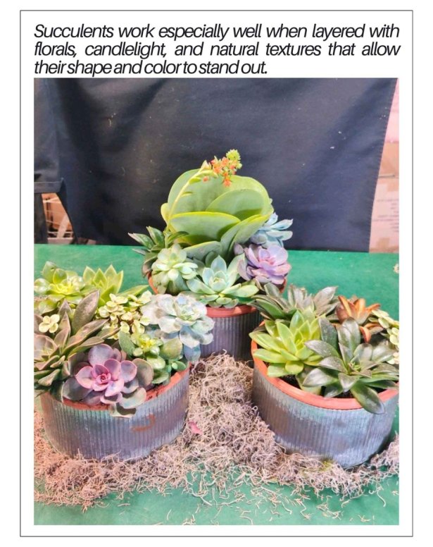 260528-Succulents-Part-2